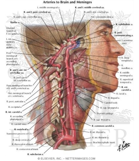 Watermarked preview of labeled image: Arteries to Brain and Meninges