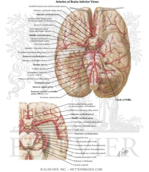 Arteries at the Base of the Brain