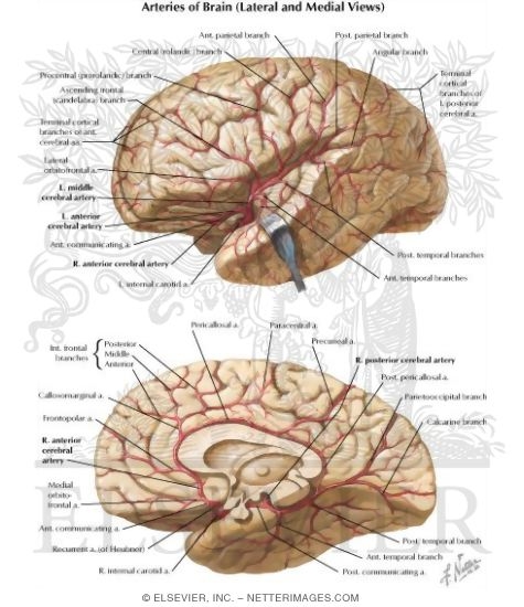 Arteries of Brain: Lateral and Medial Views Arterial Supply ...