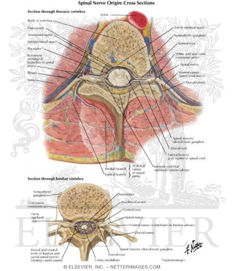 Spinal Nerve Origin: Cross Sections
Exit of Spinal Nerves
Spinal Nerves