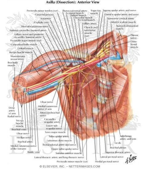 Axilla (Dissection): Anterior View Shoulder and Axilla: Deep Dissection