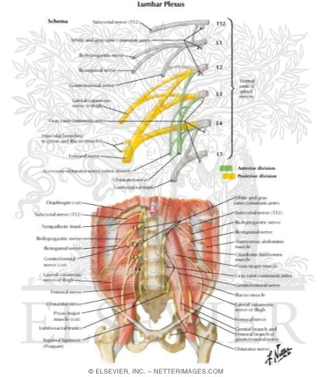 Lumbar Plexus
Nerves: Lumbar Plexus