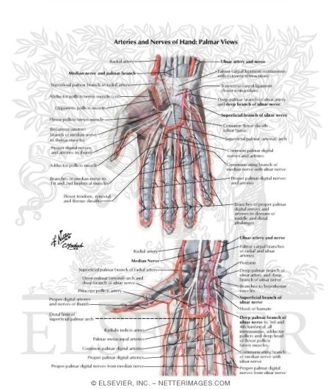 Watermarked preview of labeled image: Blood and Lymph Vessels
Arteries and Nerves of Hand: Palmar Views
