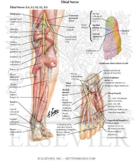 Watermarked preview of labeled image: Tibial Nerve (L4, L5; S1, S2, S3)