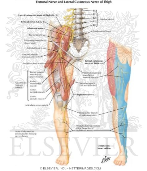 Femoral Nerve and Lateral Femoral Cutaneous Nerves