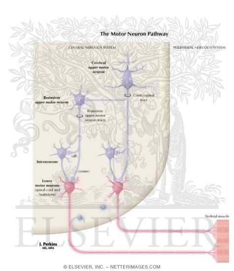 upper motor neuron