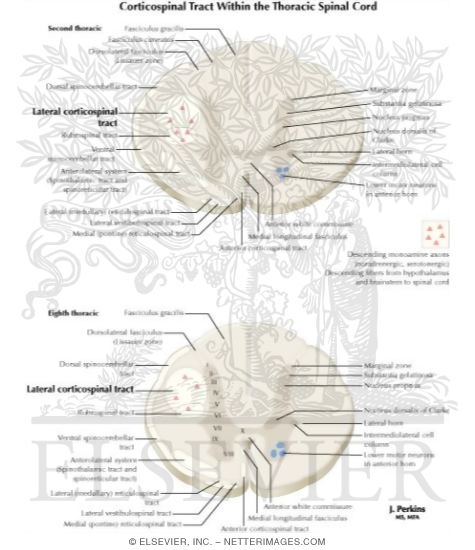 Spinal Cord Levels: Thoracic