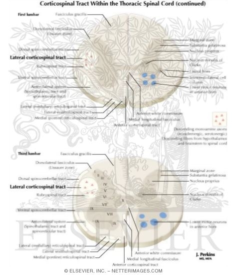 Watermarked preview of labeled image: Spinal Cord Levels: Lumbar
