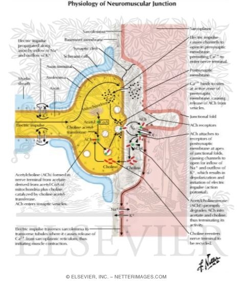 Physiology of Neuromuscular Junction