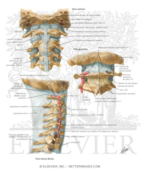 External Craniocervical Ligaments