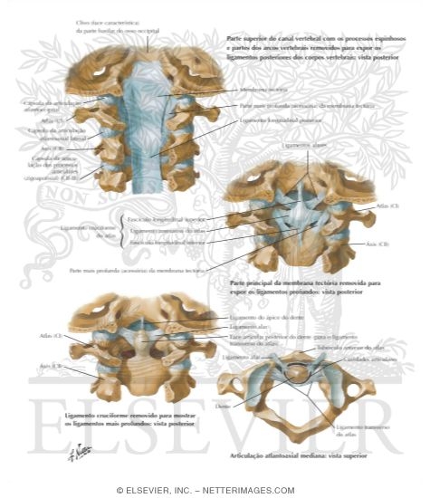 Internal Craniocervical Ligaments