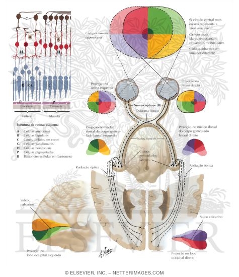 Optic Nerve (II) (Visual Pathway): Schema
Optic System
Retinogeniculostriate Visual Pathway