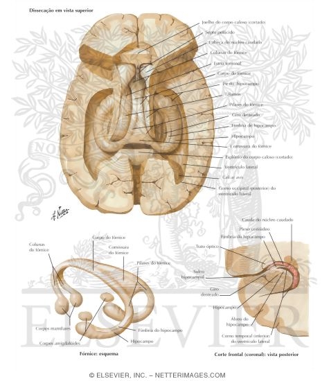 Hippocampus and Fornix