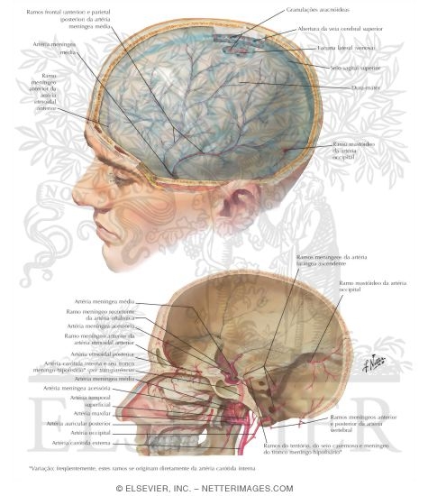 Watermarked preview of labeled image: Meningeal Arteries
Dura Mater and Middle Meningeal Artery
Meningeal Arteries and Dura Mater