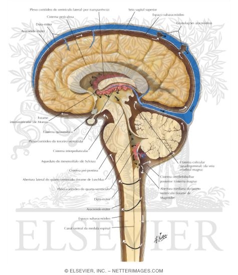 Circulation of Cerebrospinal Fluid