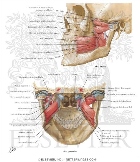 Muscles Involved in Mastication