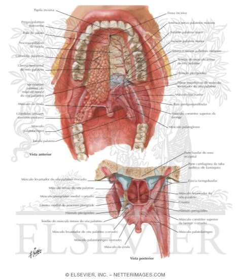 Roof of Mouth