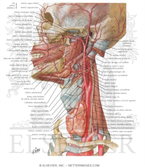Arteries of Oral and Pharyngeal Regions
Arterial Supply of the Mouth and Pharynx
Blood Supply of the Mouth and Pharynx
Muscles of Pharynx: Lateral View