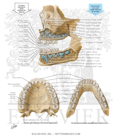 Watermarked preview of labeled image: Dental Eruption