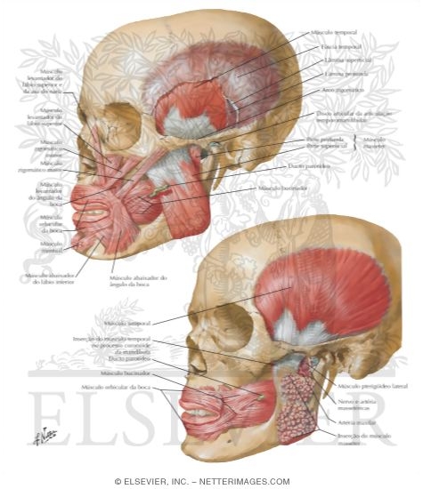 Muscles Involved In Mastication