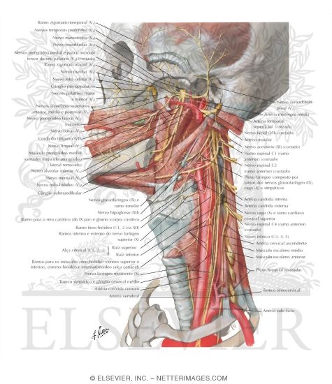 Nerves of Oral and Pharyngeal Regions
Nerve Supply of the Mouth and Pharynx