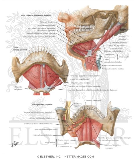 Watermarked preview of labeled image: Floor of Mouth