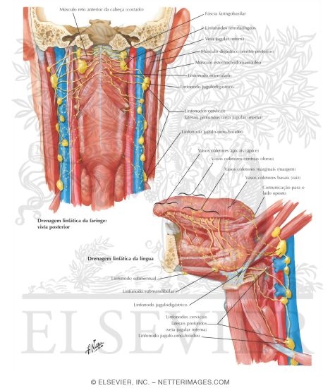 Watermarked preview of labeled image: Lymphatic Drainage of Mouth and Pharynx 
Lymph Vessles and Nodes of Pharynx and Tongue