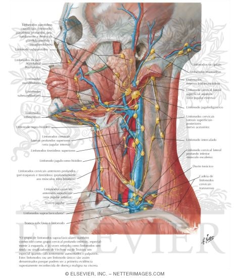 Watermarked preview of labeled image: Lymph Vessels and Nodes of Head and Neck
Lymphatic Drainage of Mouth and Pharynx