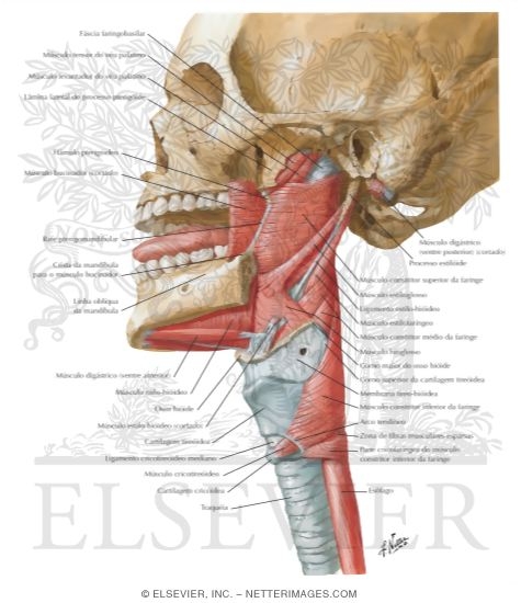 Lateral View of Pharyngeal Muscles
Muscles of Pharynx: Lateral View 
Musculature of Pharynx 
Muscles of Pharynx: Lateral View