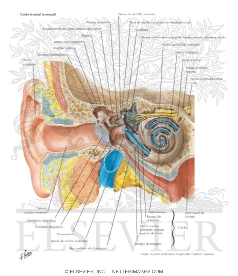 Pathway of Sound Reception