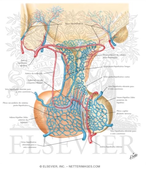 Blood Supply of the Pituitary
Arteries and Veins of Hypothalamus and Hypophysis
