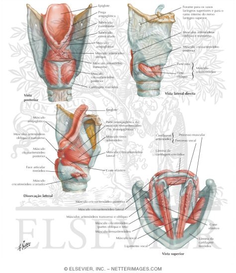 Intrinsic Muscles of Larynx