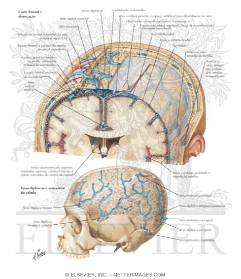 Protective Coverings of the Brain
Meninges and Diploic Veins