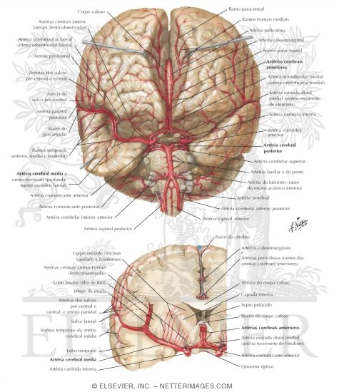 Arteries of Brain: Frontal View and Section
Arterial Supply of the Brain-Frontal View and Cross Section
Intracranial Arteries (anterior and posterior)
Supratentorial Arteries of Brain