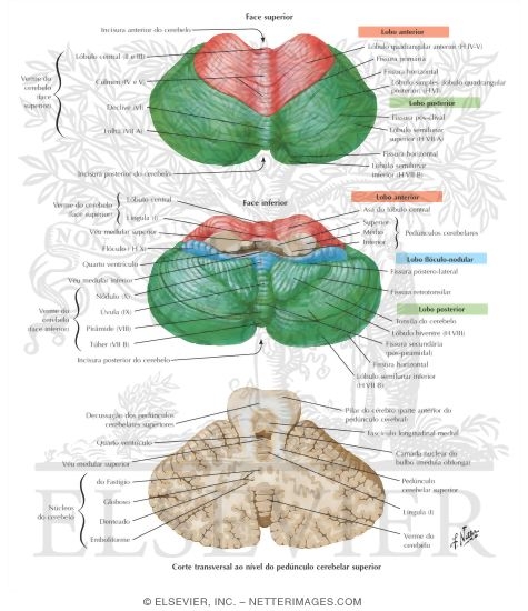 Cerebellum