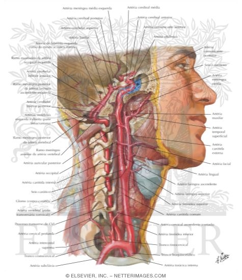 Watermarked preview of labeled image: Arteries to Brain and Meninges