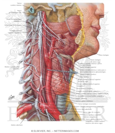 Autonomic Nerves in Neck