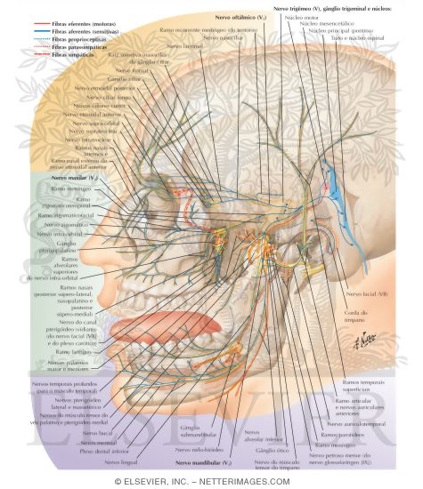 Watermarked preview of labeled image: Trigeminal (V) Nerve