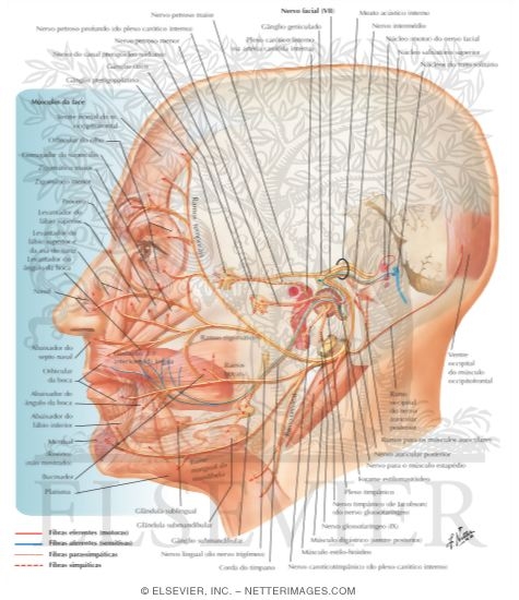 netter de anatomía del nervio facial