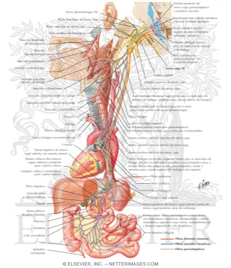 Vagus Nerve (X): Schema