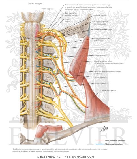 Accessory Nerve (XI): Schema