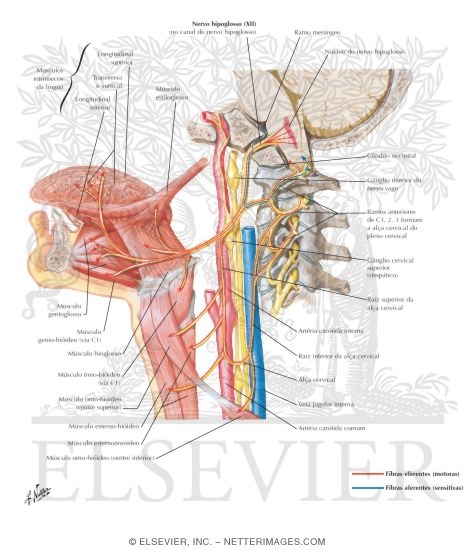 Watermarked preview of labeled image: Hypoglossal (XII) Nerve
Hypoglossal Nerve (XII)
Hypoglossal Nerve (XII): Schema