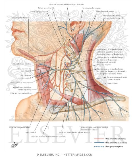 Cervical Plexus