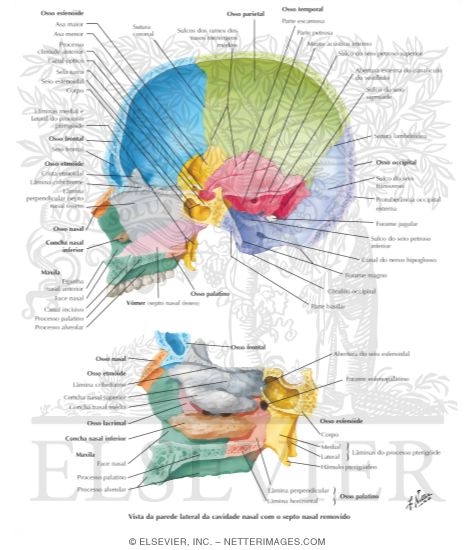 Watermarked preview of labeled image: Midsagittal Section of Skull