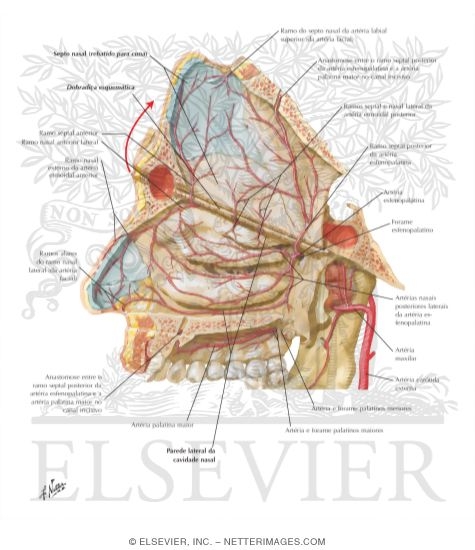 Watermarked preview of labeled image: Arteries of Nasal Cavity: Nasal Septum Turned Up