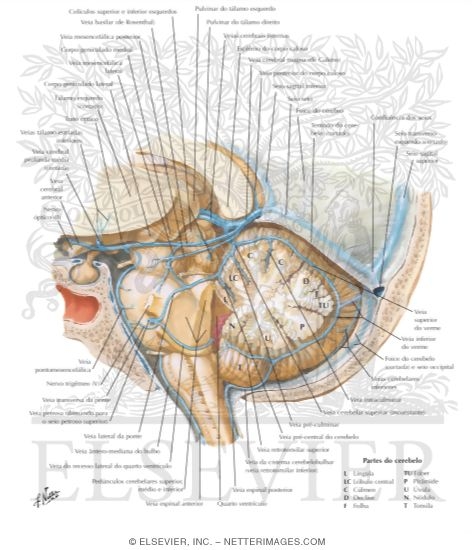 Veins of Posterior Cranial Fossa