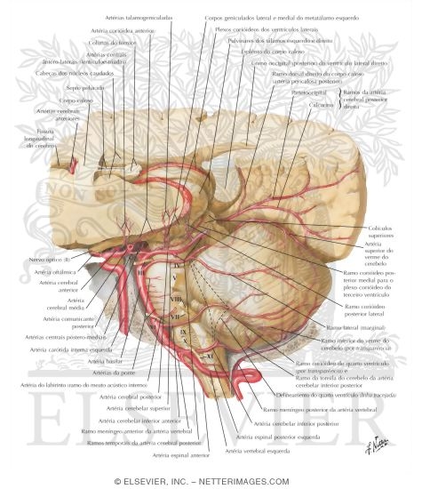 Arteries of Posterior Cranial Fossa