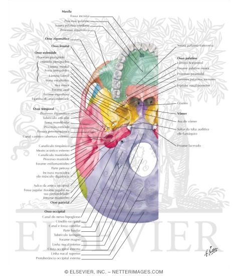 External Aspect of Base of Skull