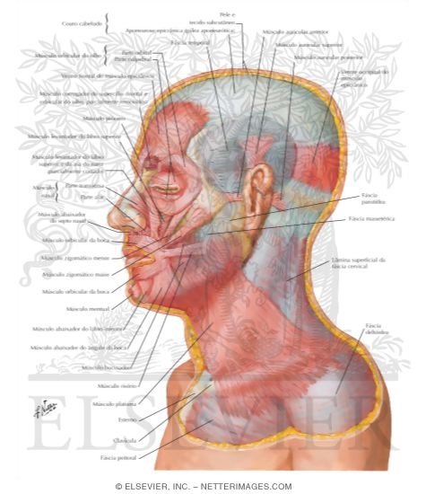 Muscles of Facial Expression: Lateral View