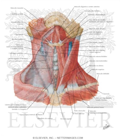 Muscles of Neck: Anterior View